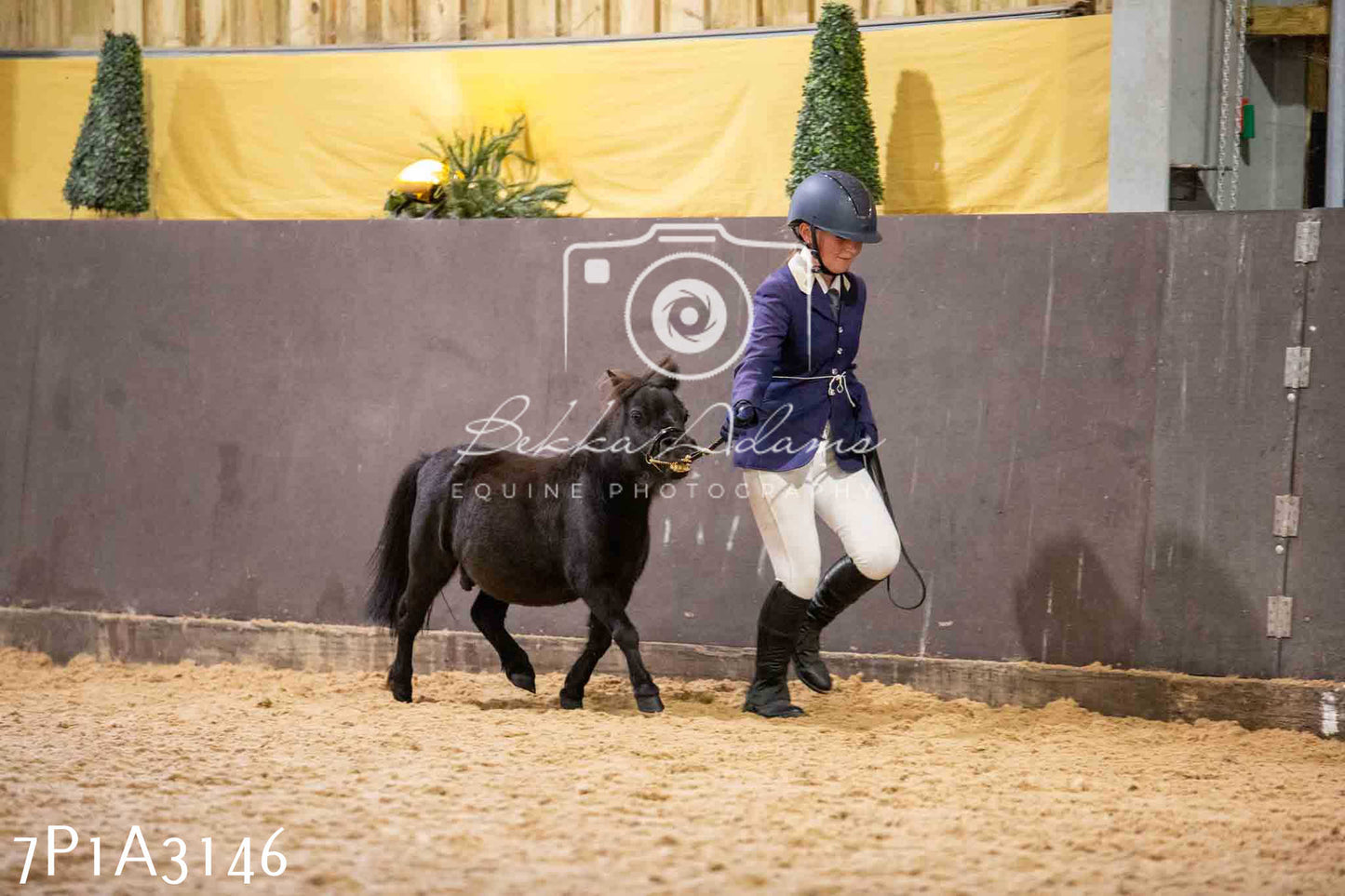Home Farm Funshine Show 2024 - Inhand Showing 14th September
