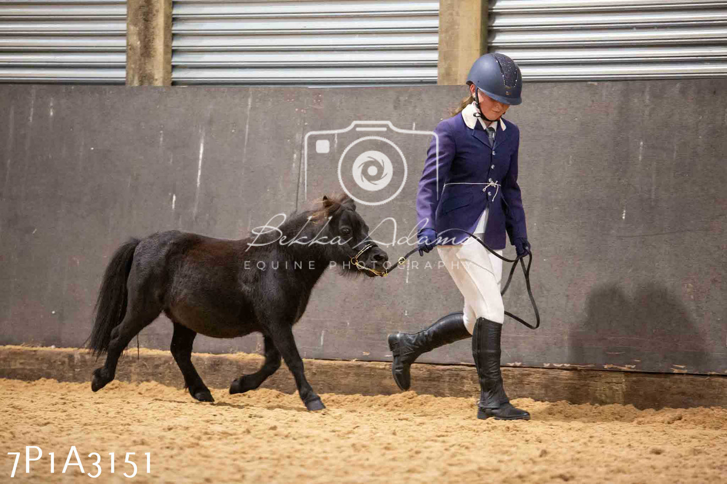 Home Farm Funshine Show 2024 - Inhand Showing 14th September