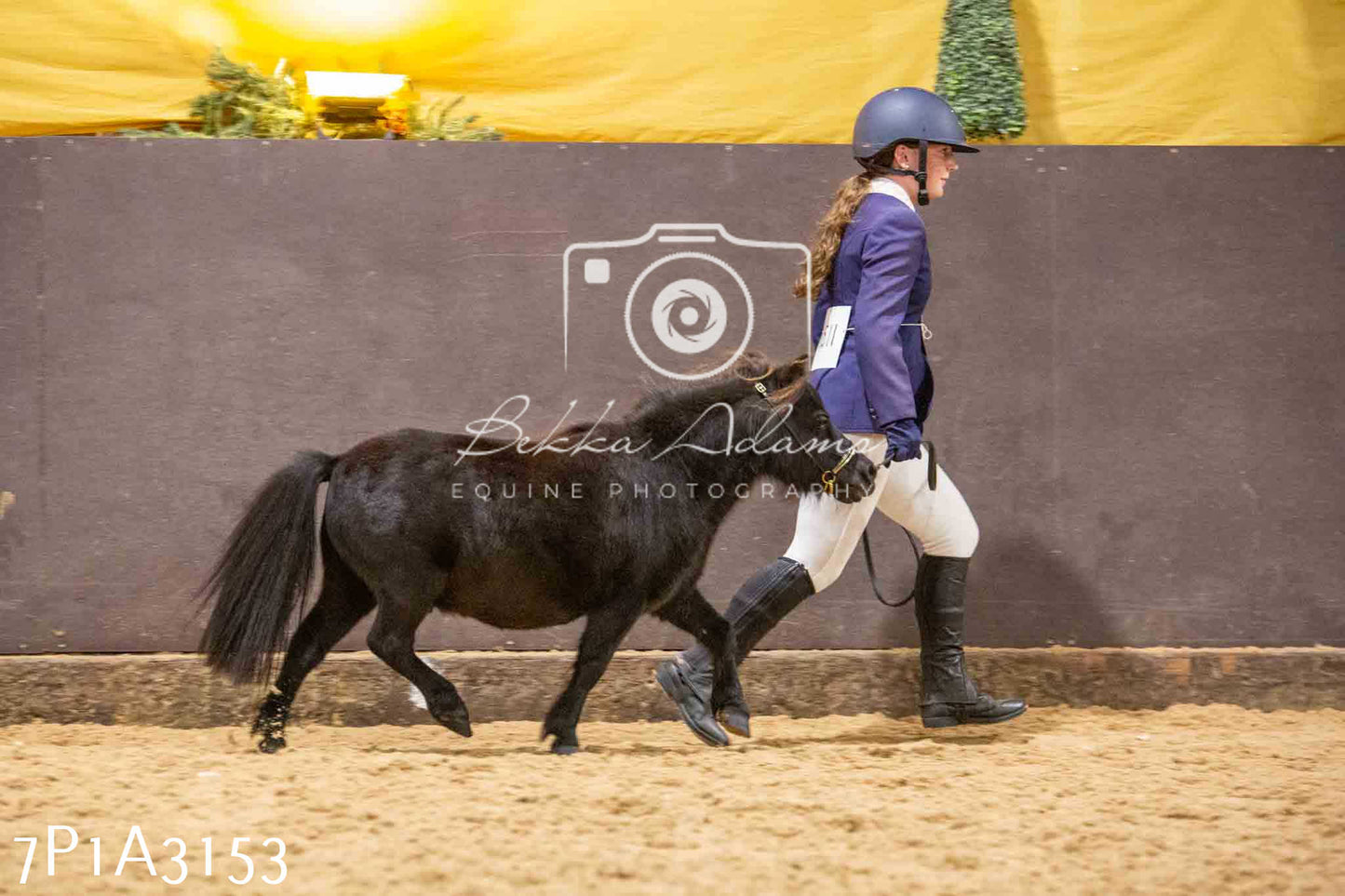 Home Farm Funshine Show 2024 - Inhand Showing 14th September