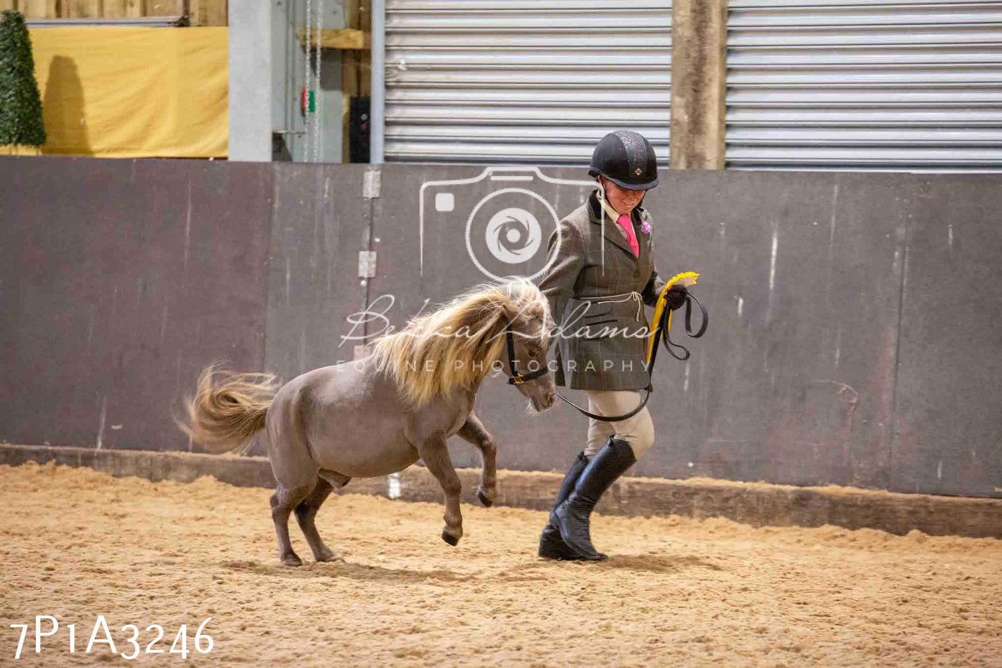 Home Farm Funshine Show 2024 - Inhand Showing 14th September
