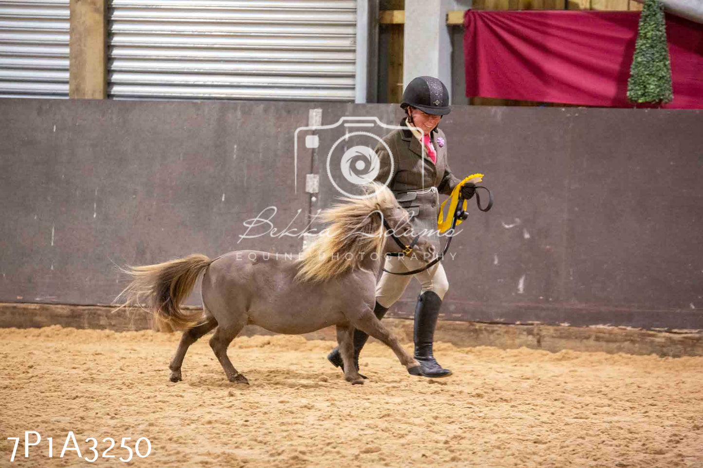 Home Farm Funshine Show 2024 - Inhand Showing 14th September