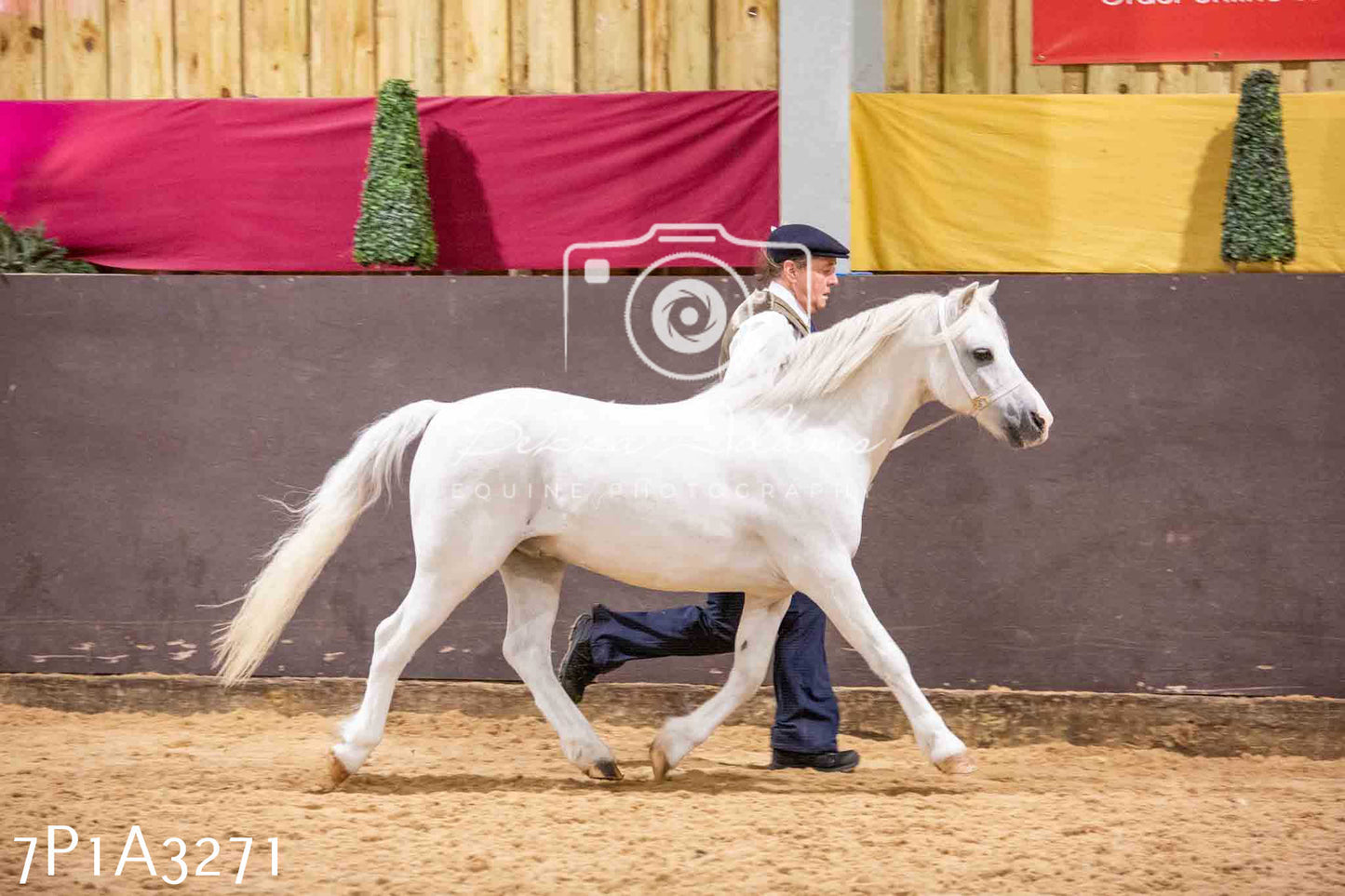 Home Farm Funshine Show 2024 - Inhand Showing 14th September