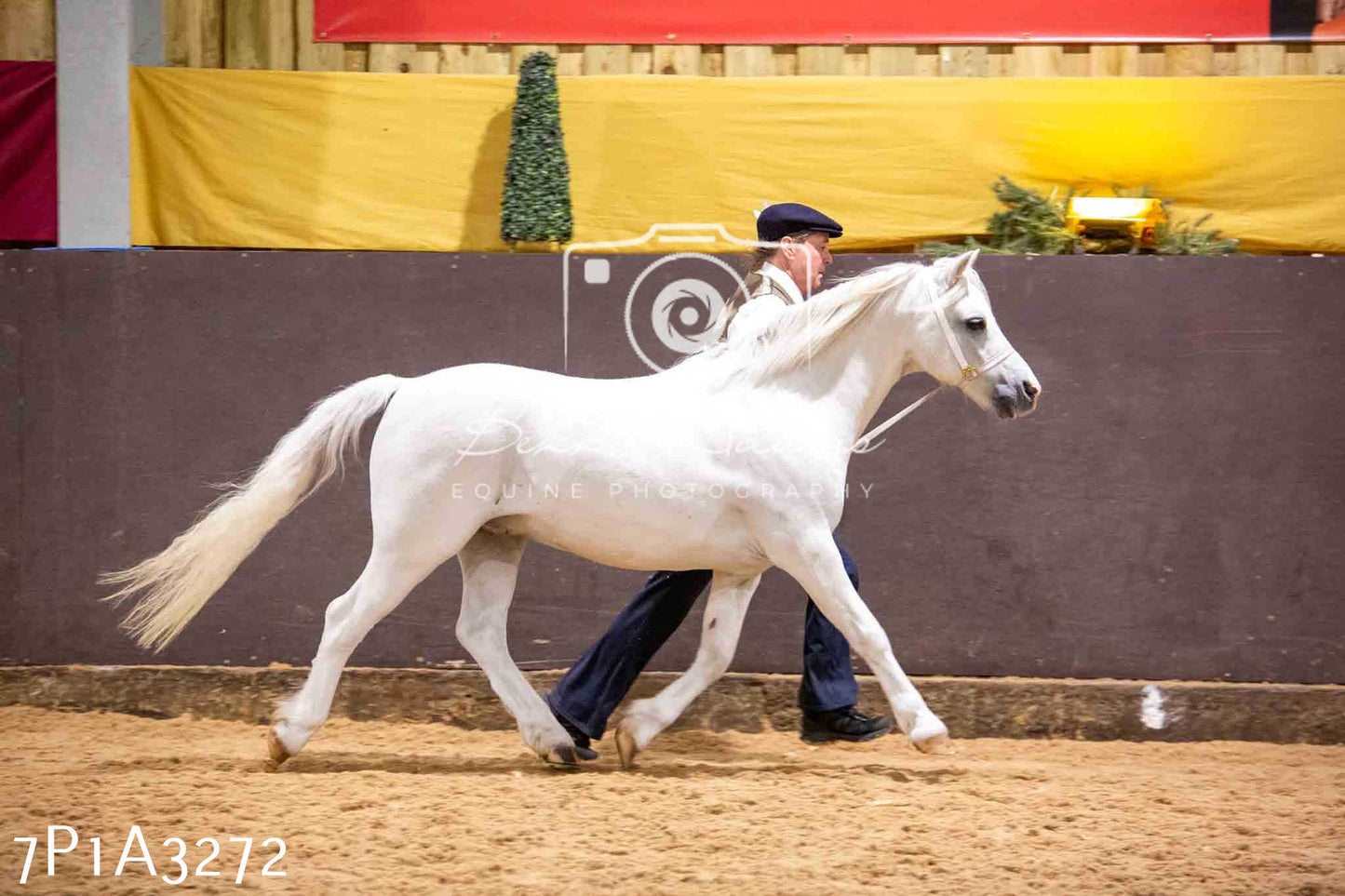 Home Farm Funshine Show 2024 - Inhand Showing 14th September