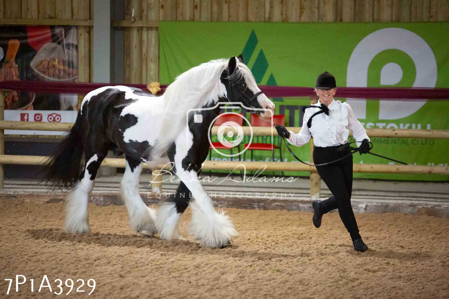 JHOYS 2023 - 9th September - Inhand Showing Pt 1