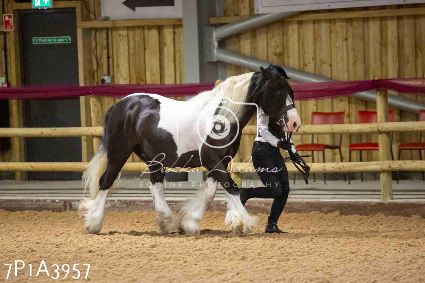 JHOYS 2023 - 9th September - Inhand Showing Pt 1