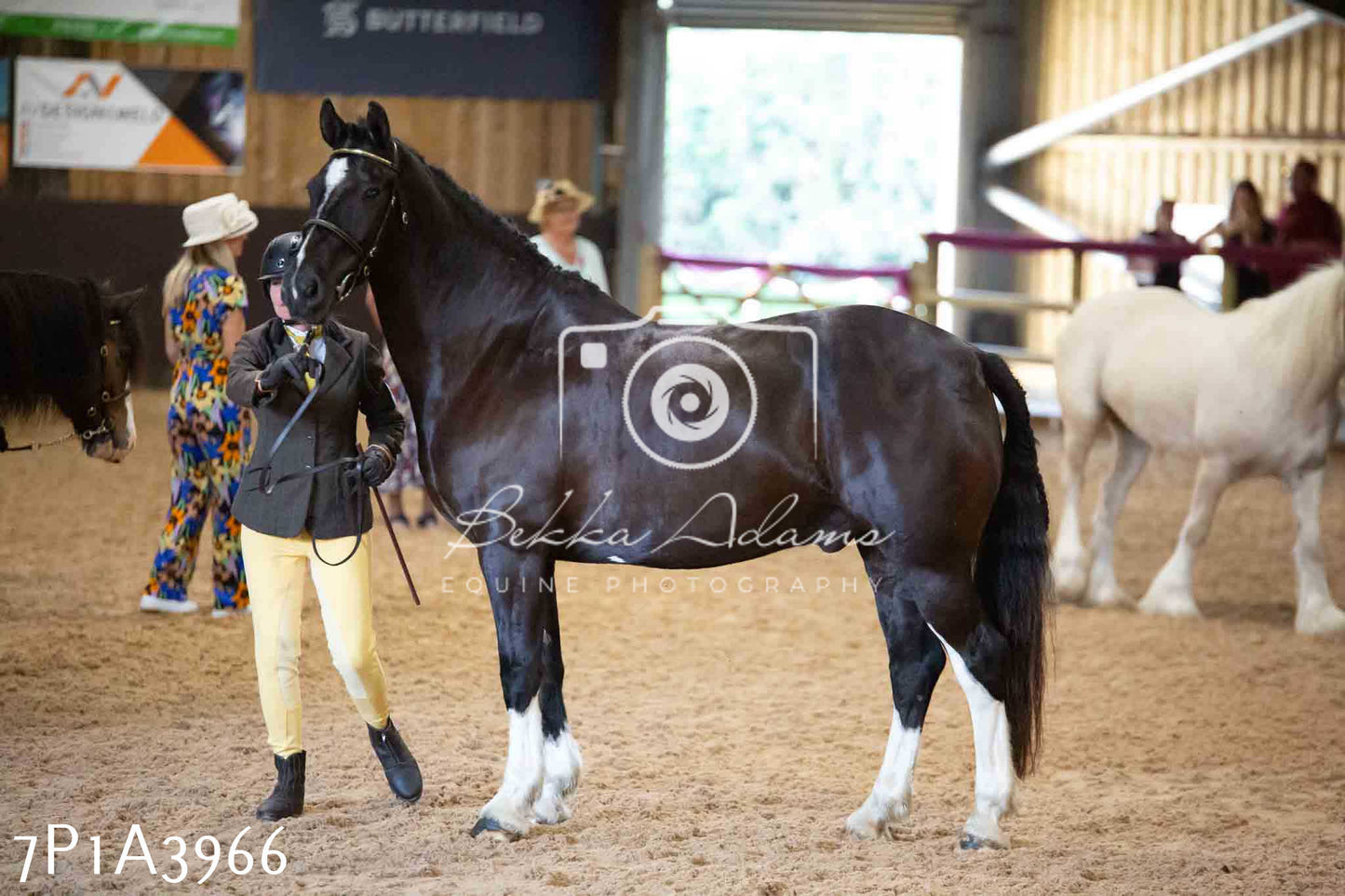 JHOYS 2023 - 9th September - Inhand Showing Pt 1