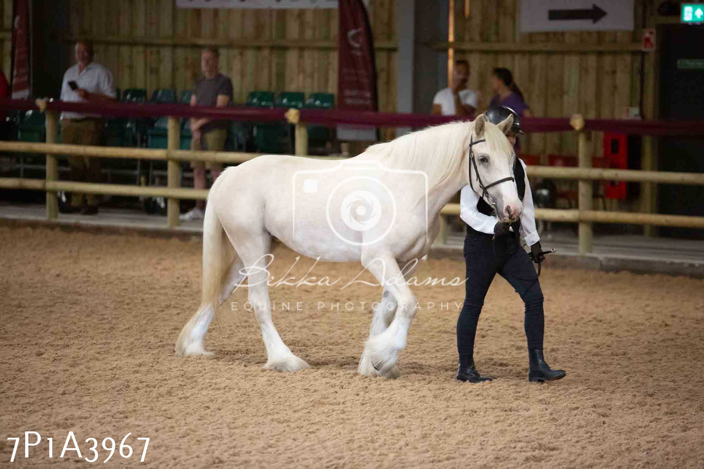 JHOYS 2023 - 9th September - Inhand Showing Pt 1
