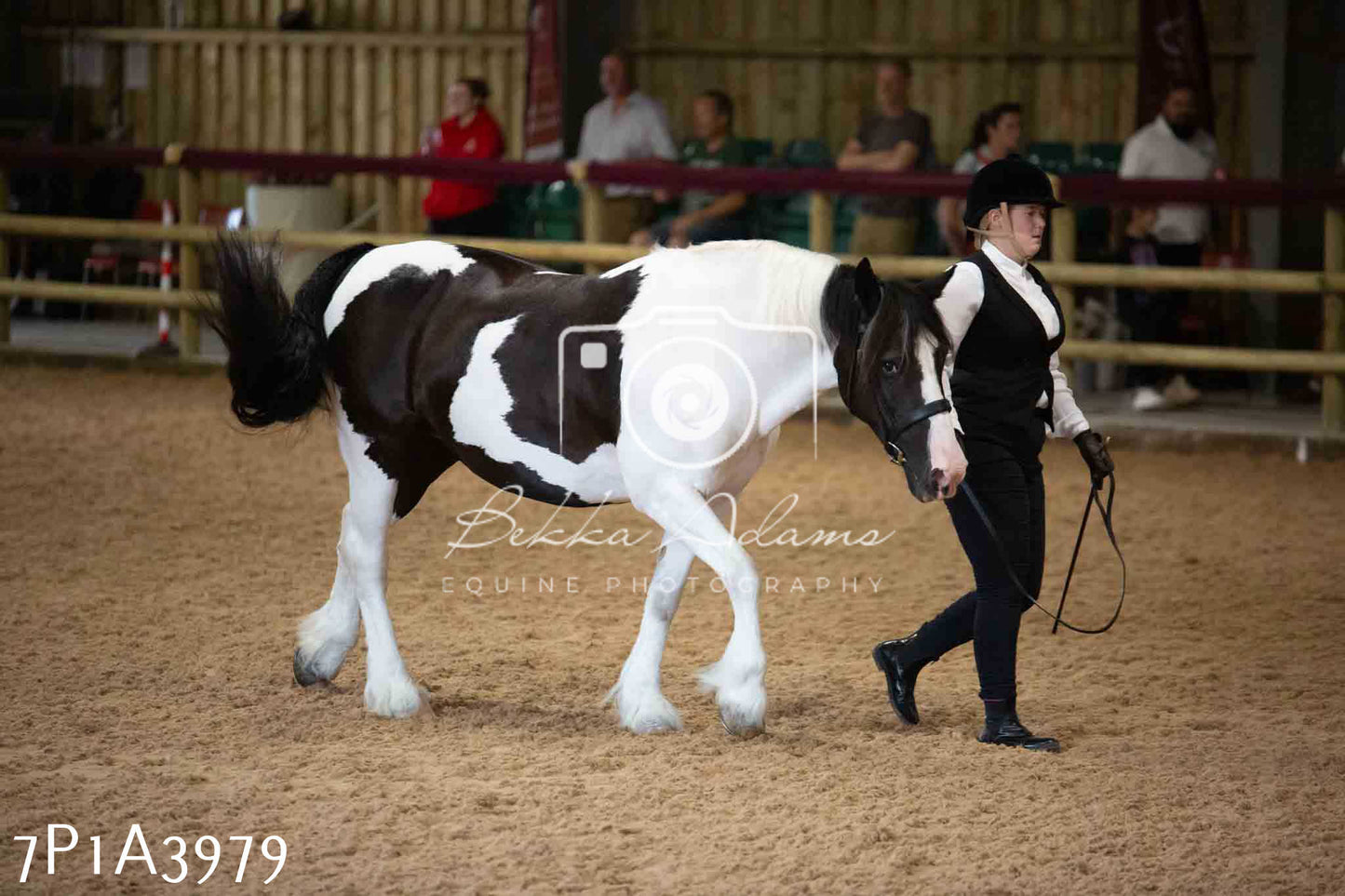 JHOYS 2023 - 9th September - Inhand Showing Pt 1