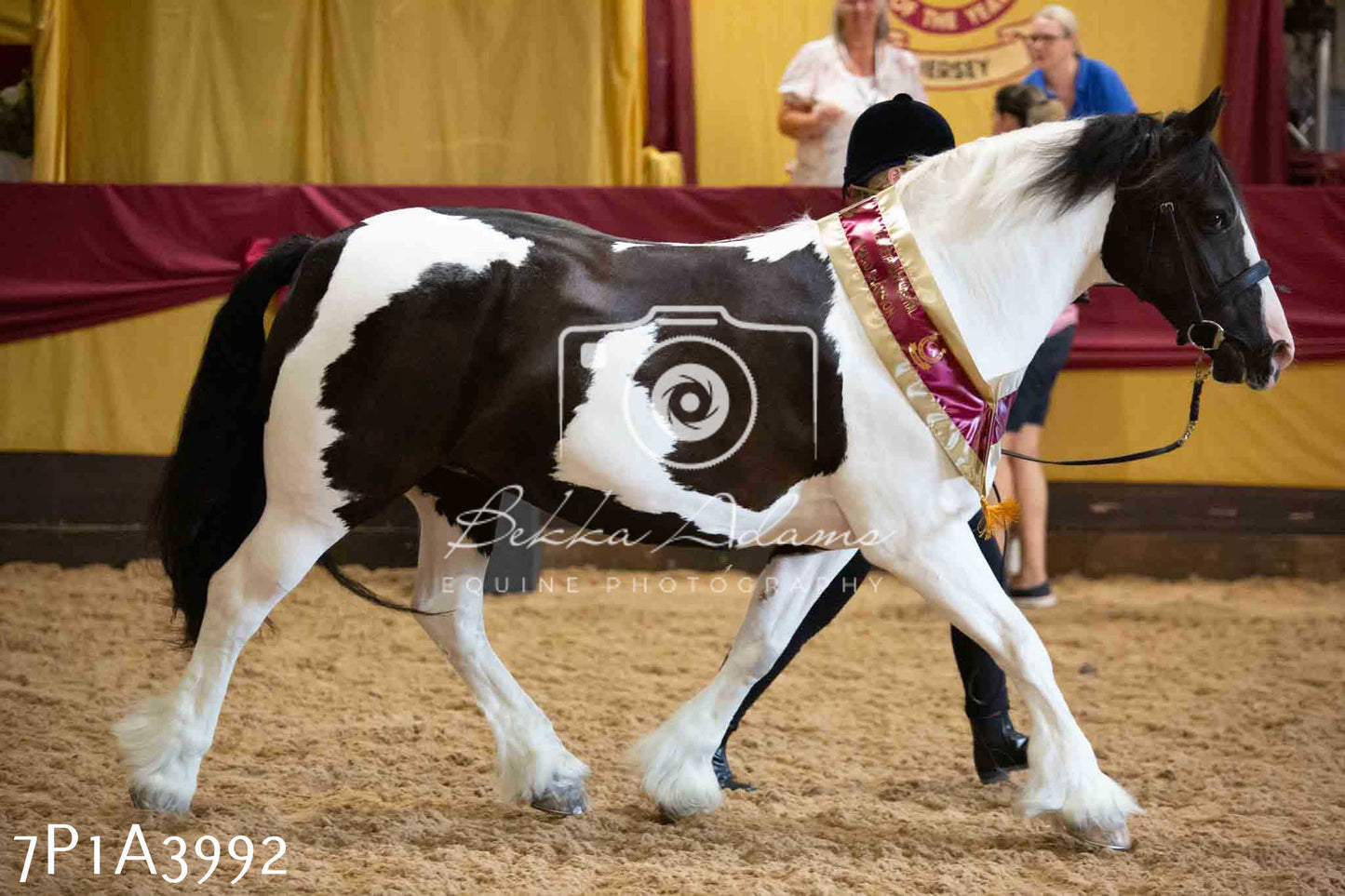 JHOYS 2023 - 9th September - Inhand Showing Pt 1