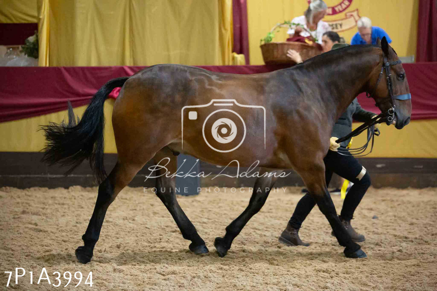 JHOYS 2023 - 9th September - Inhand Showing Pt 1