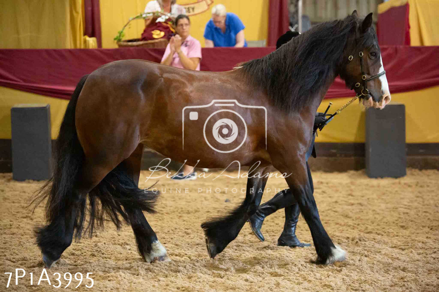 JHOYS 2023 - 9th September - Inhand Showing Pt 1