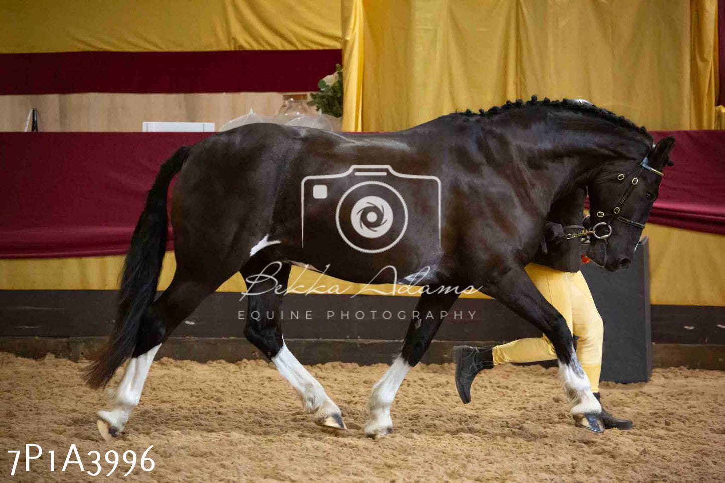 JHOYS 2023 - 9th September - Inhand Showing Pt 1