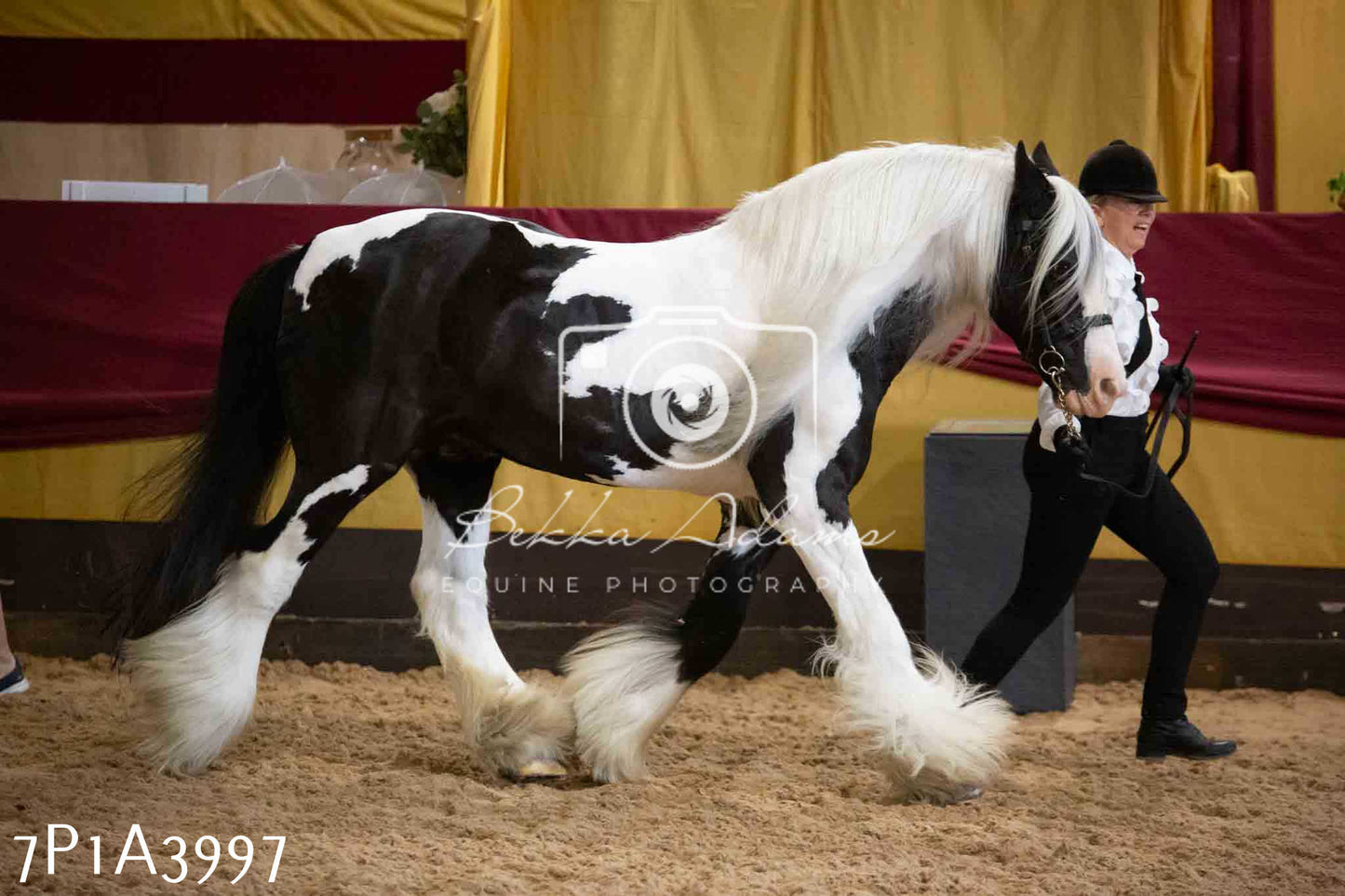 JHOYS 2023 - 9th September - Inhand Showing Pt 1