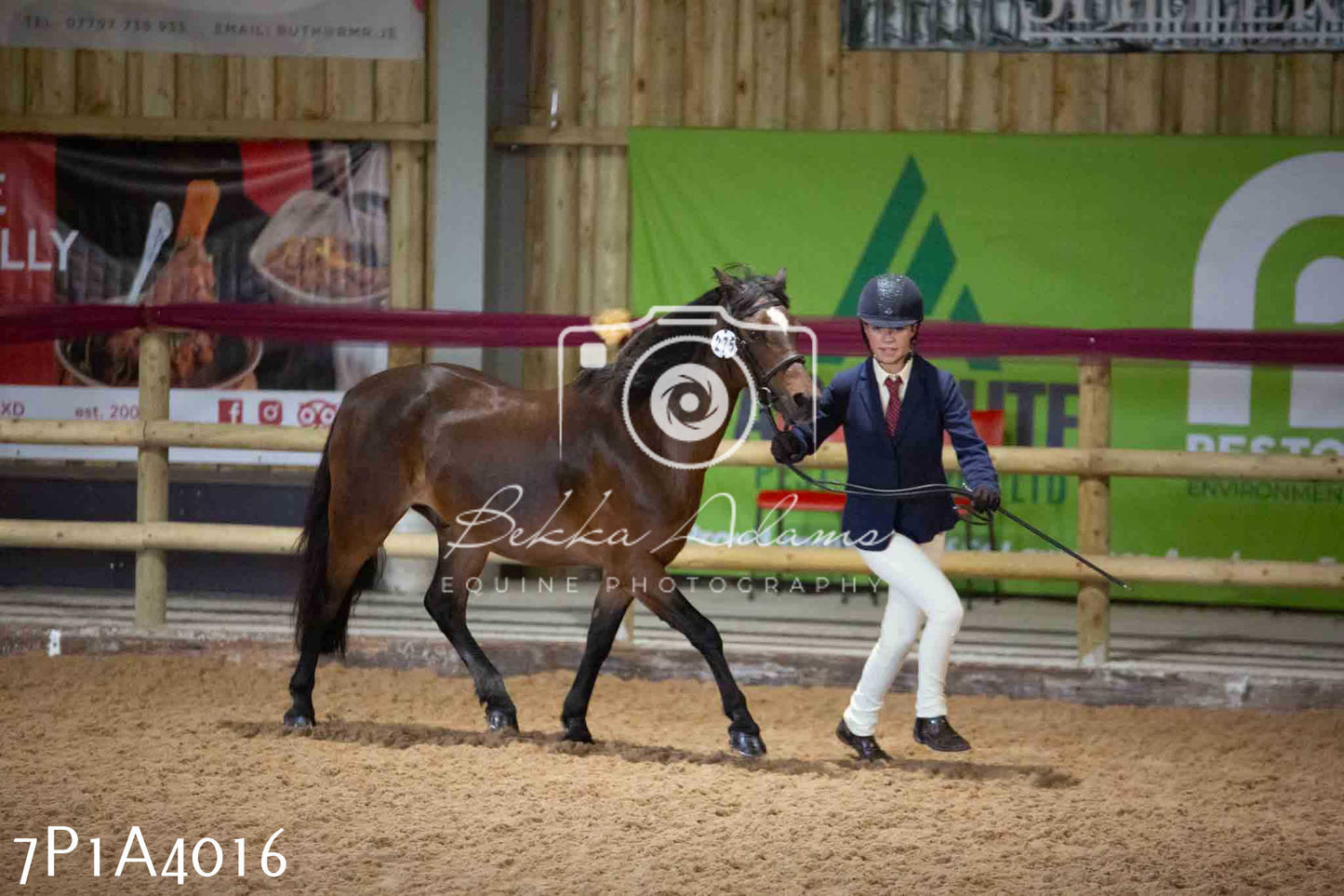 JHOYS 2023 - 9th September - Inhand Showing Pt 1