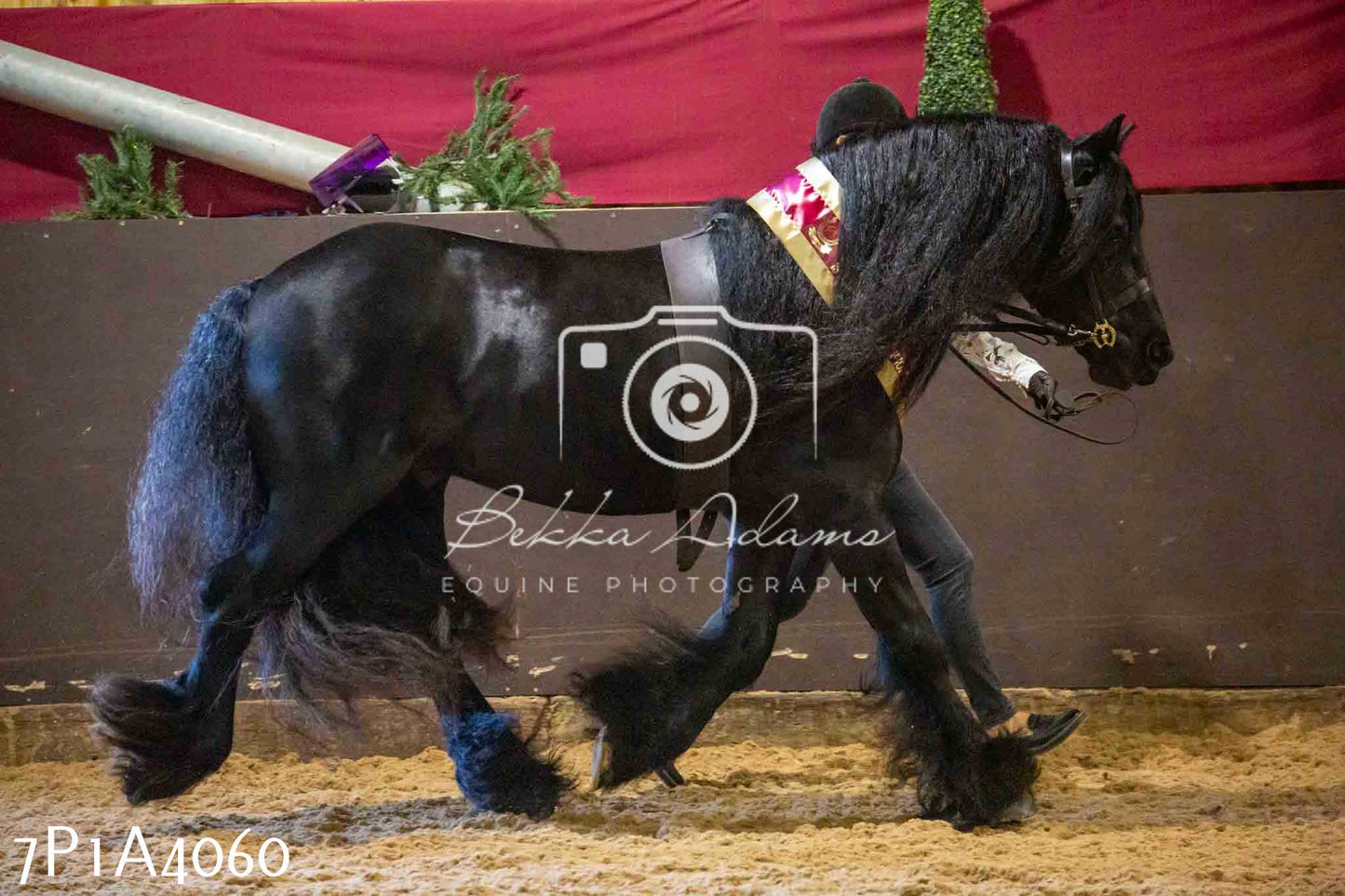 JHOYS 2023 - 9th September - Inhand Showing Pt 1