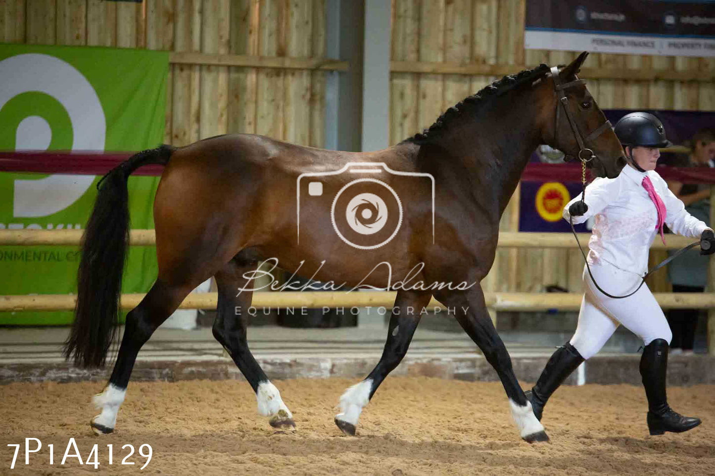 JHOYS 2023 - 9th September - Inhand Showing Pt 1