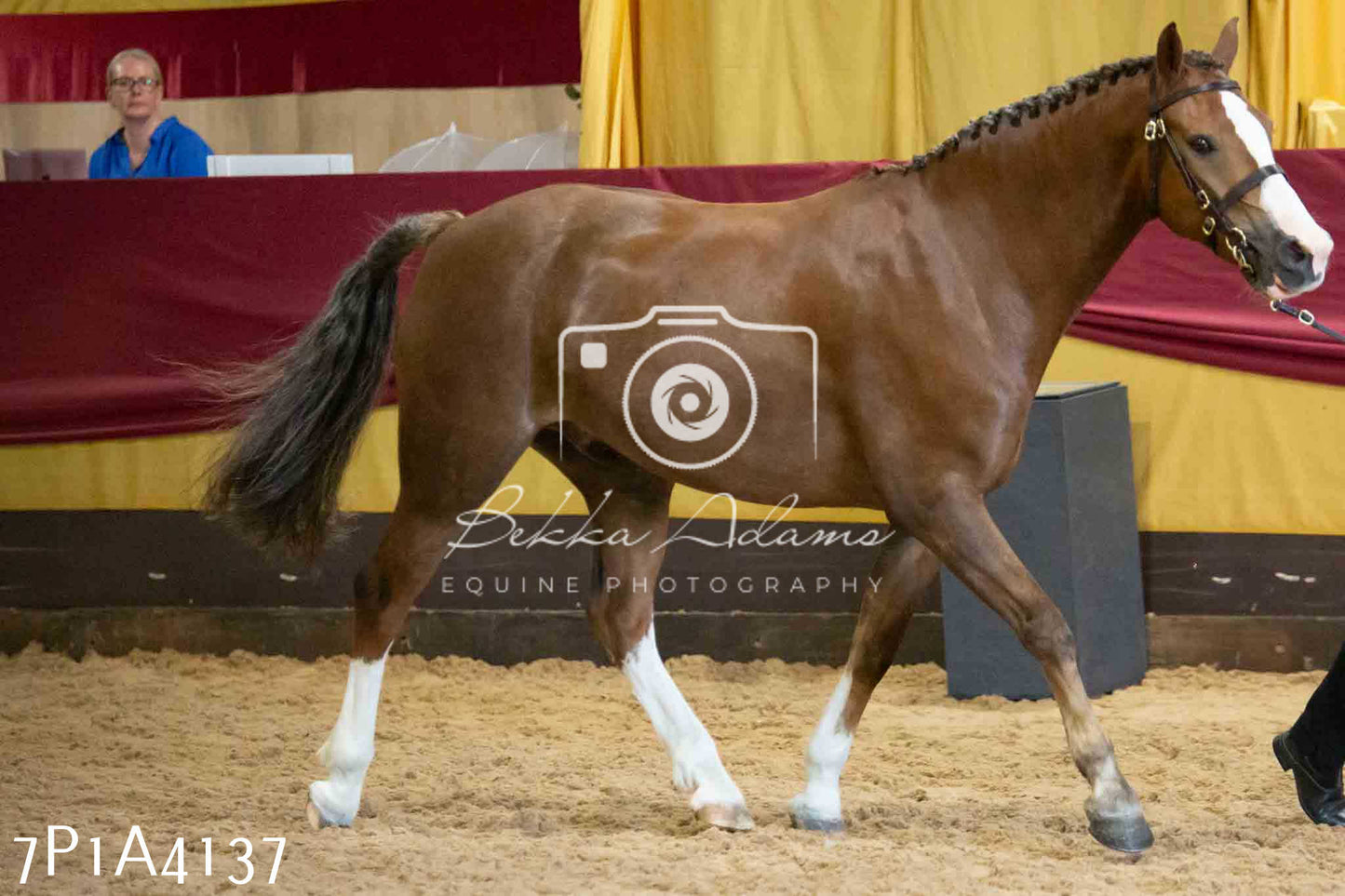 JHOYS 2023 - 9th September - Inhand Showing Pt 1
