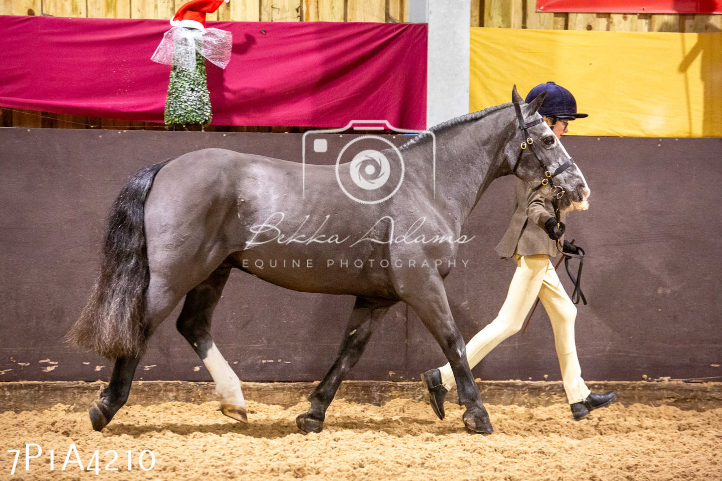 Home Farm Christmas Show 2024 - Inhand