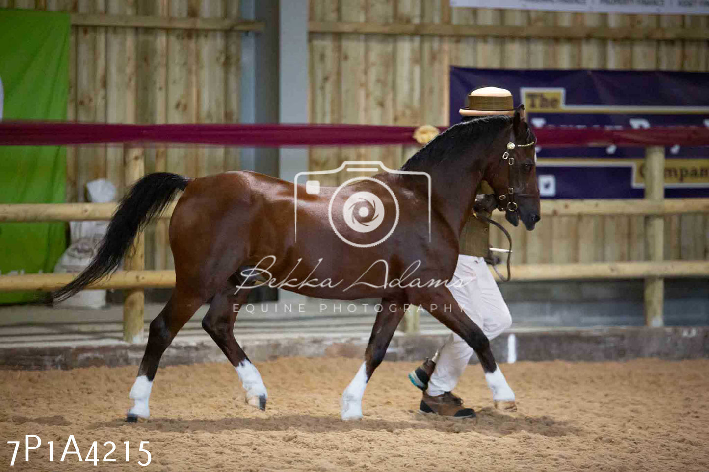 JHOYS 2023 - 9th September - Inhand Showing Pt2