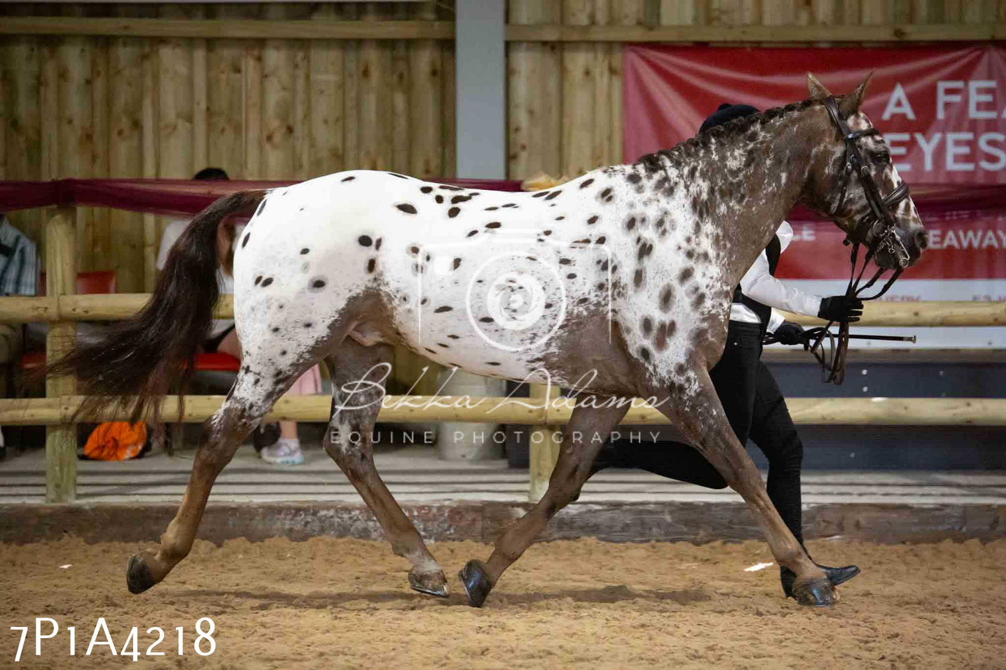 JHOYS 2023 - 9th September - Inhand Showing Pt2