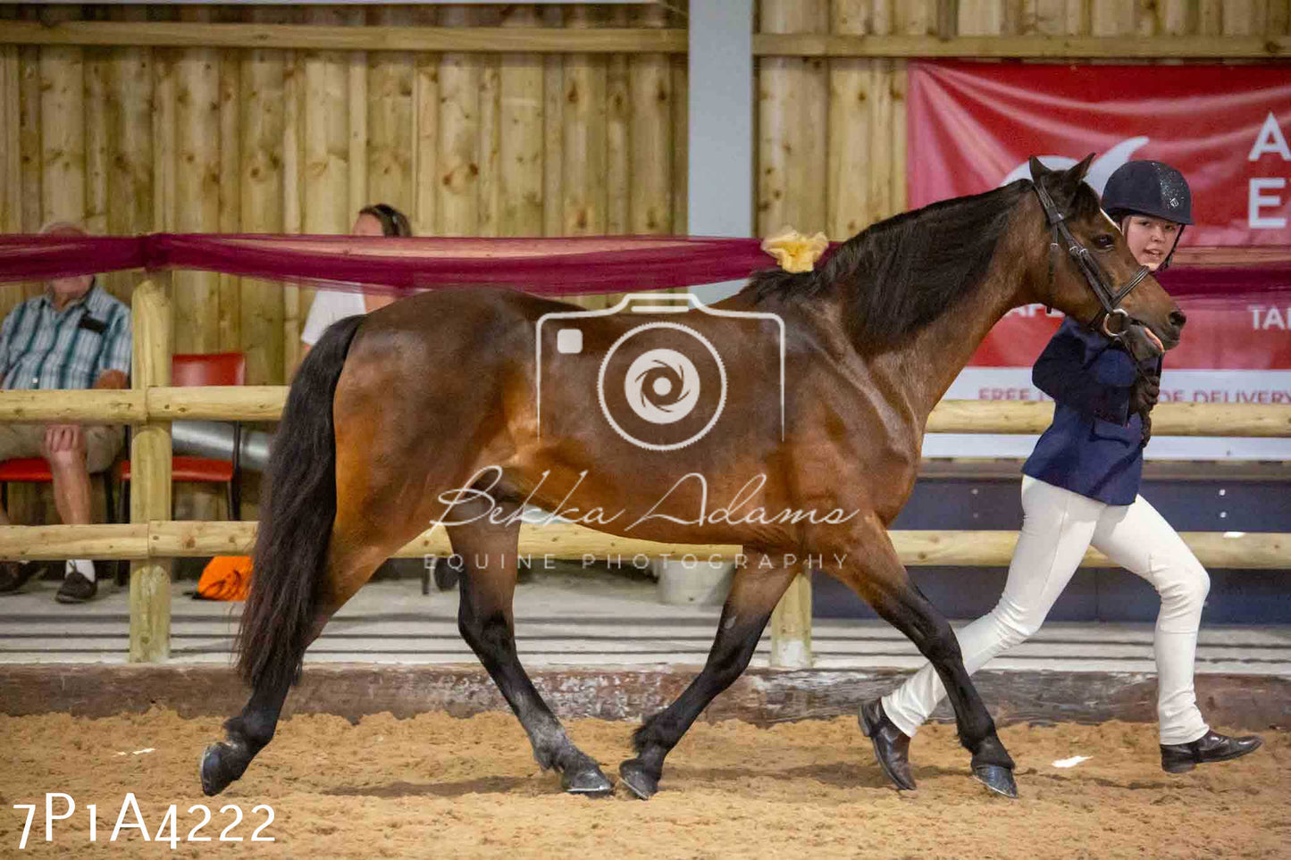 JHOYS 2023 - 9th September - Inhand Showing Pt2