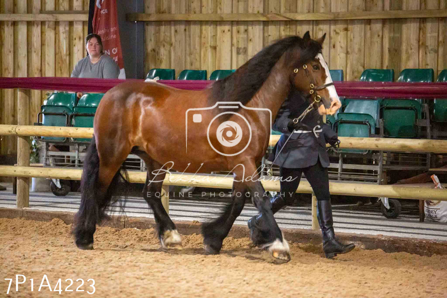 JHOYS 2023 - 9th September - Inhand Showing Pt2