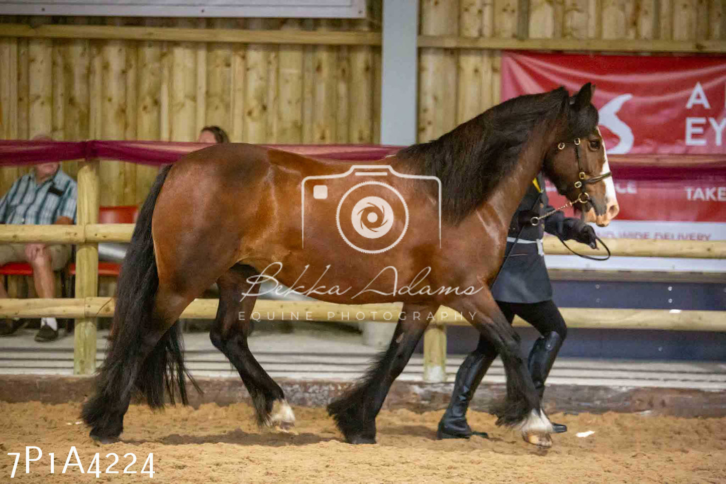 JHOYS 2023 - 9th September - Inhand Showing Pt2