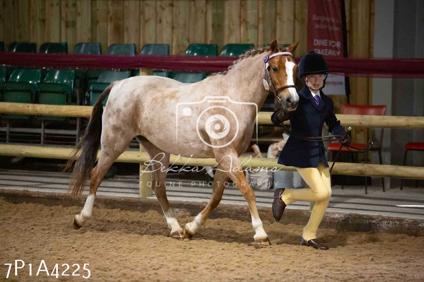 JHOYS 2023 - 9th September - Inhand Showing Pt2