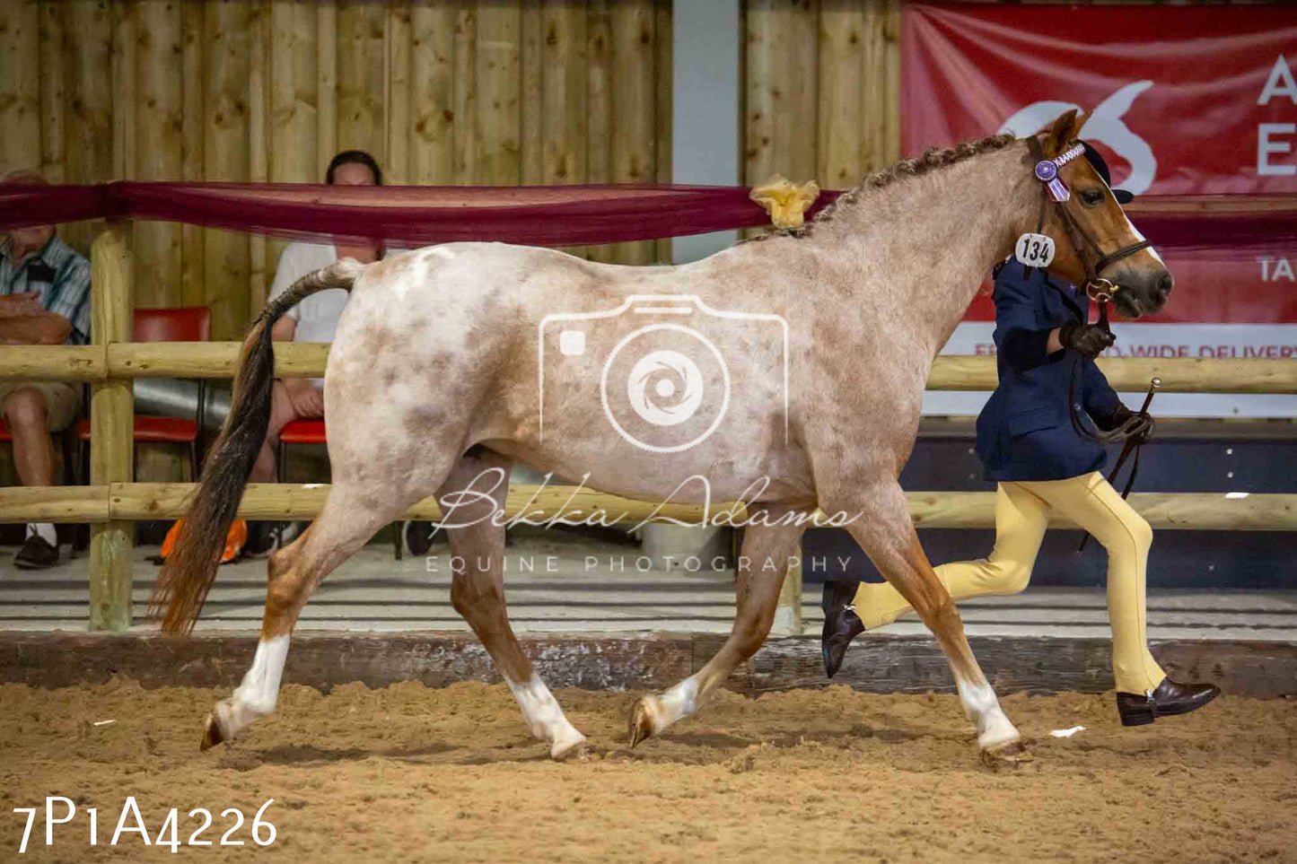 JHOYS 2023 - 9th September - Inhand Showing Pt2