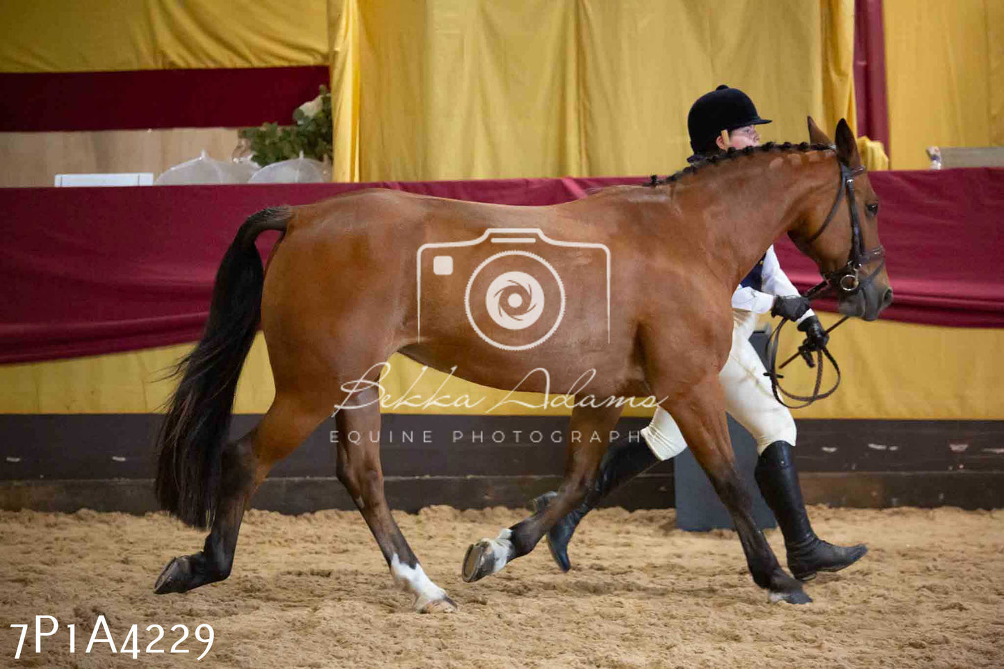 JHOYS 2023 - 9th September - Inhand Showing Pt2