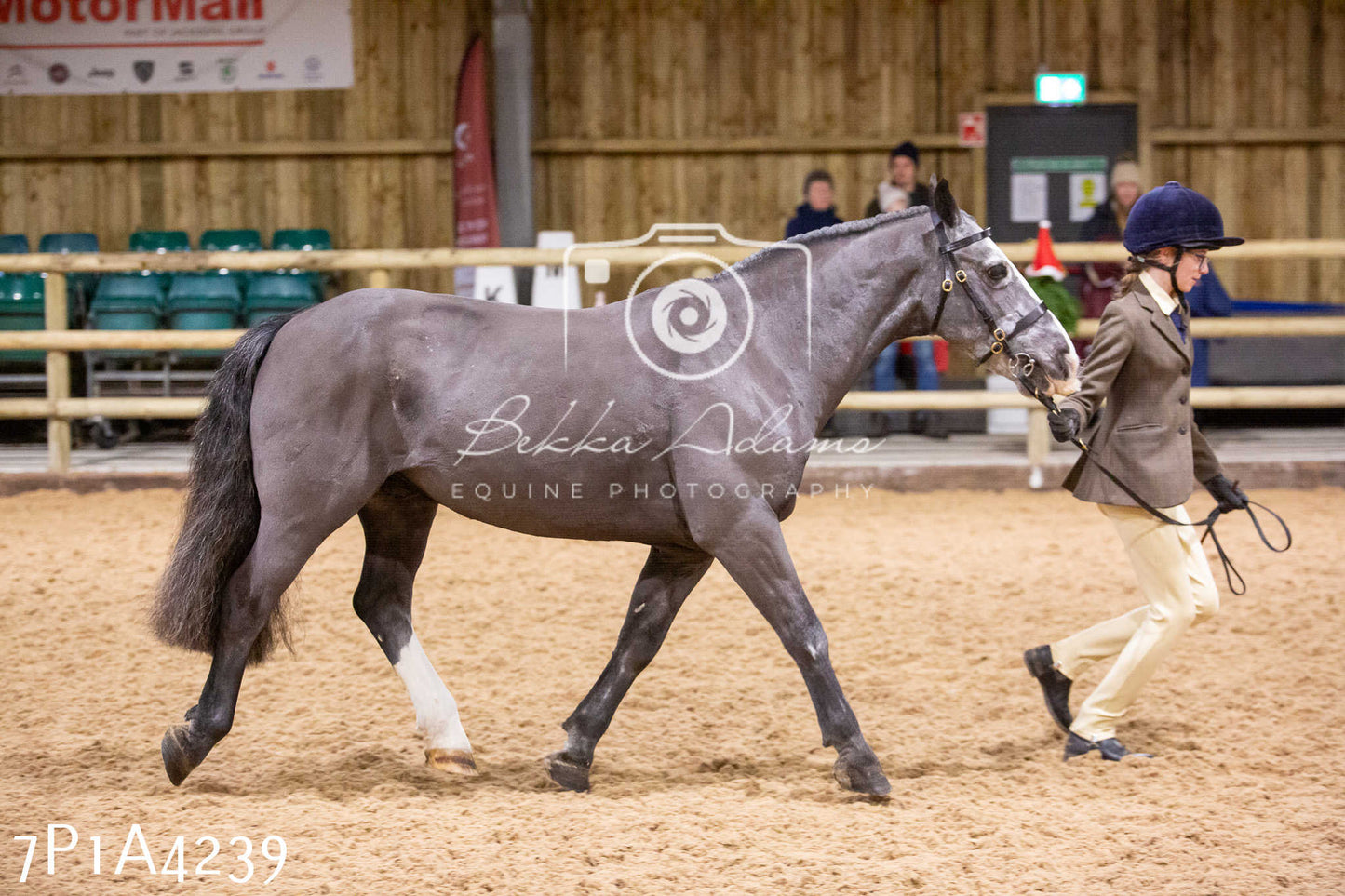 Home Farm Christmas Show 2024 - Inhand