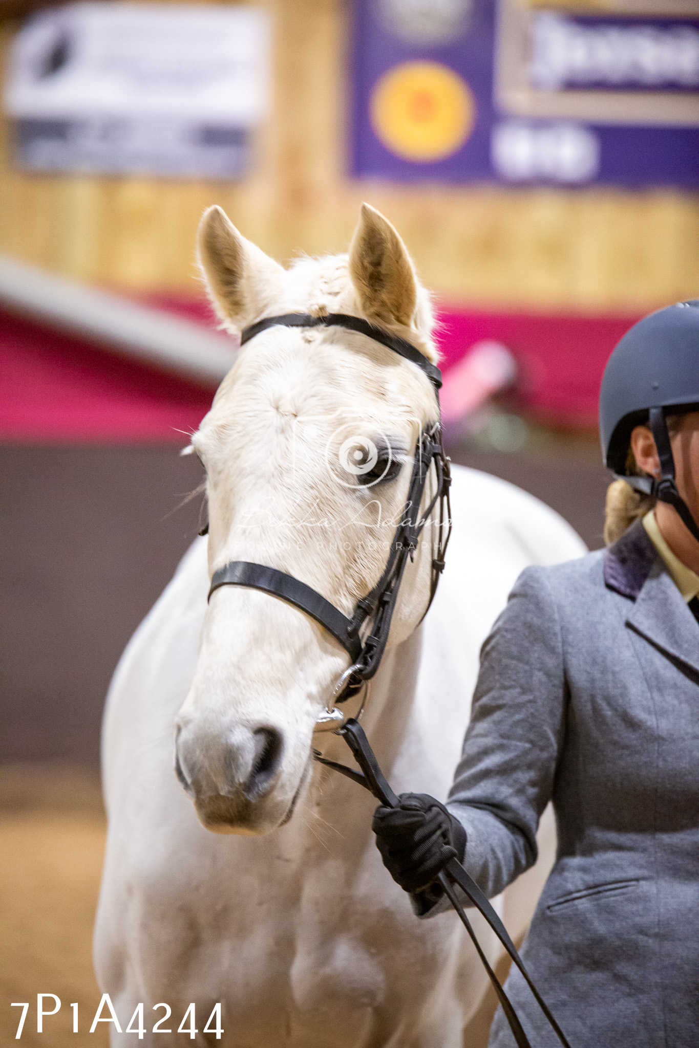 Home Farm Christmas Show 2024 - Inhand