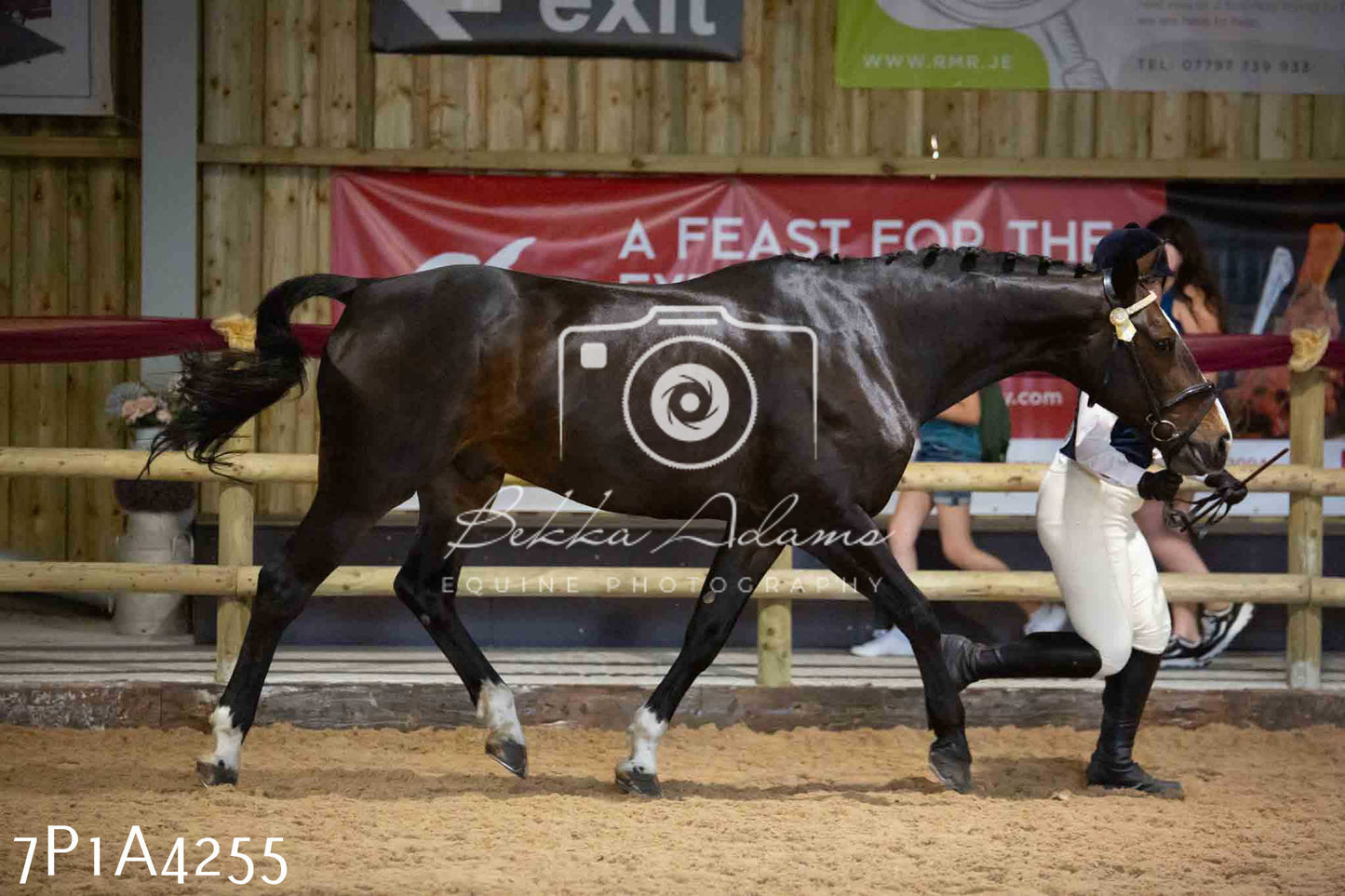 JHOYS 2023 - 9th September - Inhand Showing Pt2