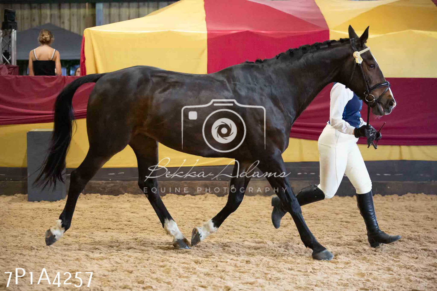 JHOYS 2023 - 9th September - Inhand Showing Pt2
