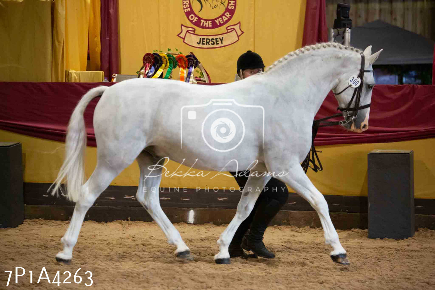 JHOYS 2023 - 9th September - Inhand Showing Pt2