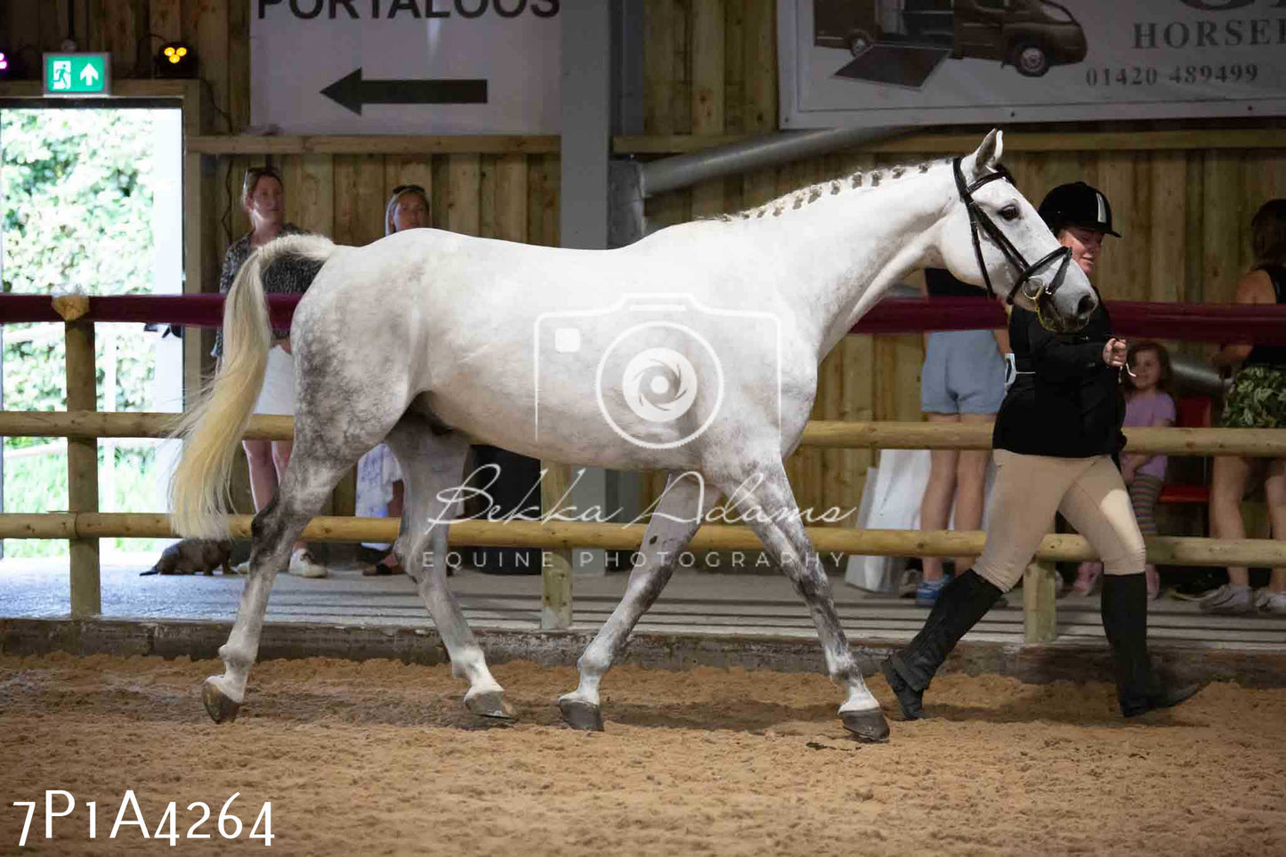 JHOYS 2023 - 9th September - Inhand Showing Pt2