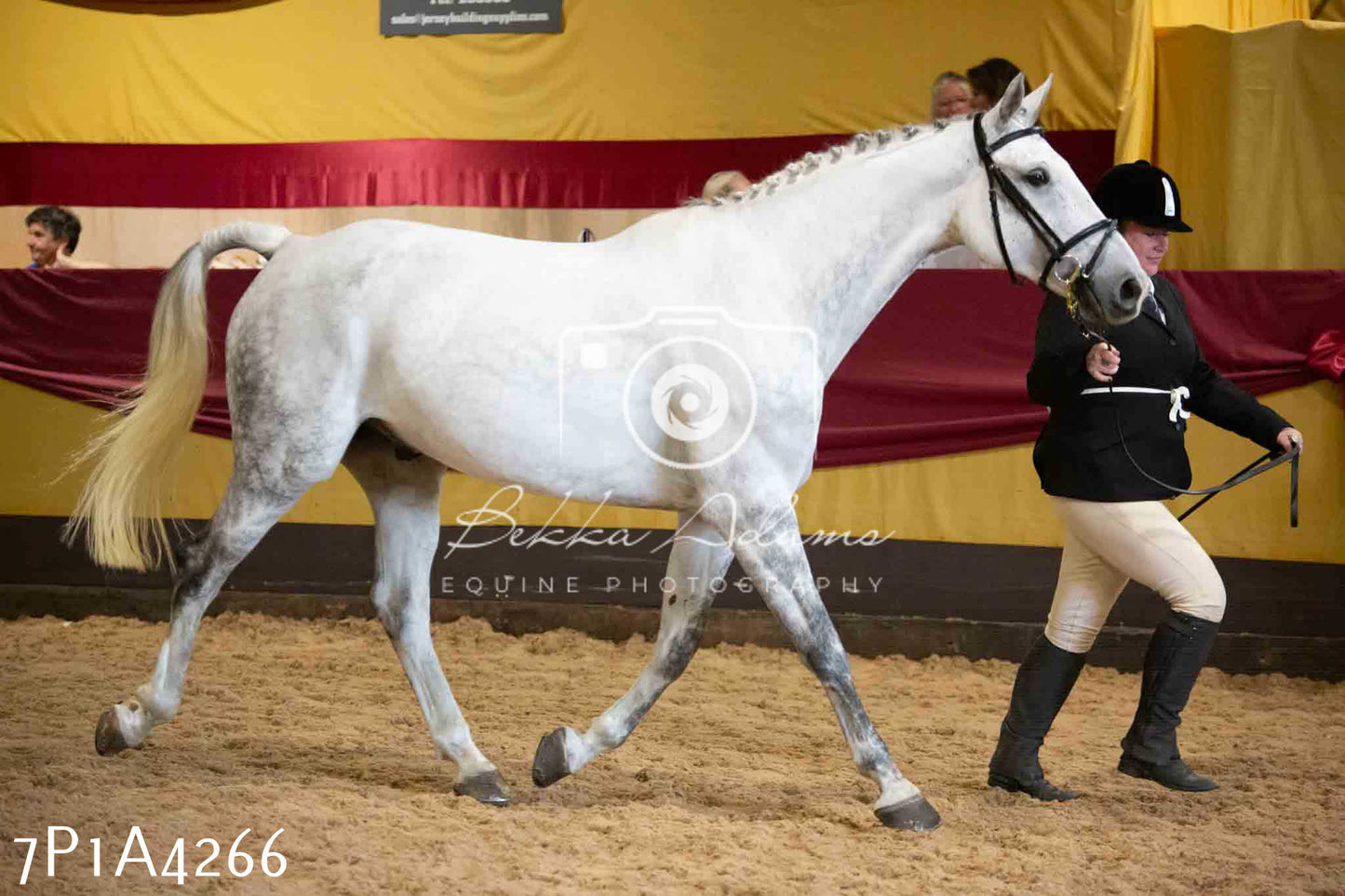 JHOYS 2023 - 9th September - Inhand Showing Pt2