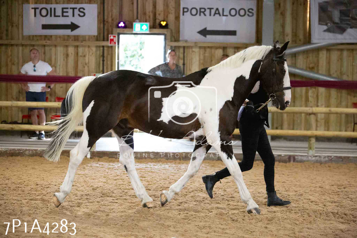 JHOYS 2023 - 9th September - Inhand Showing Pt2