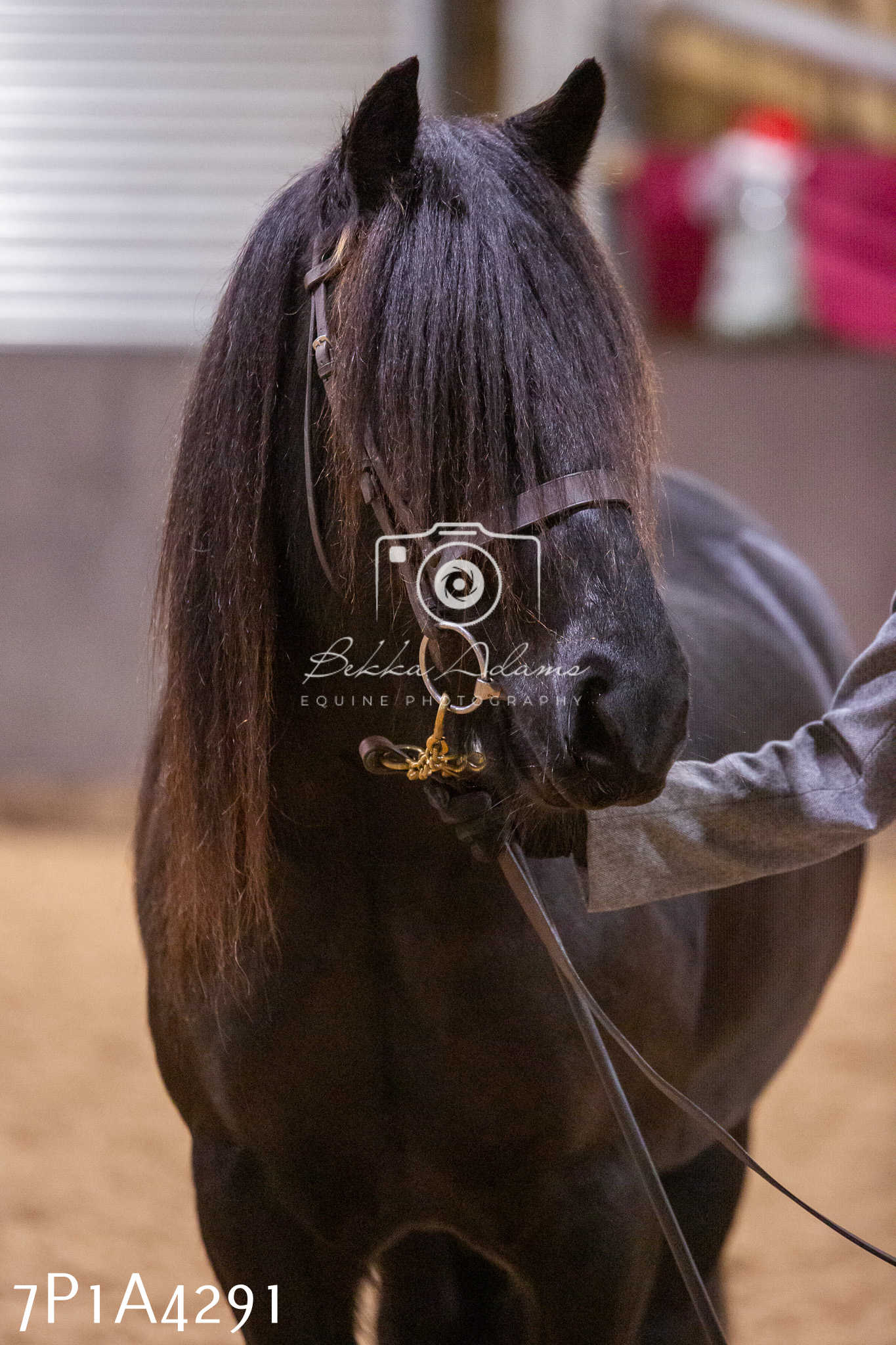 Home Farm Christmas Show 2024 - Inhand