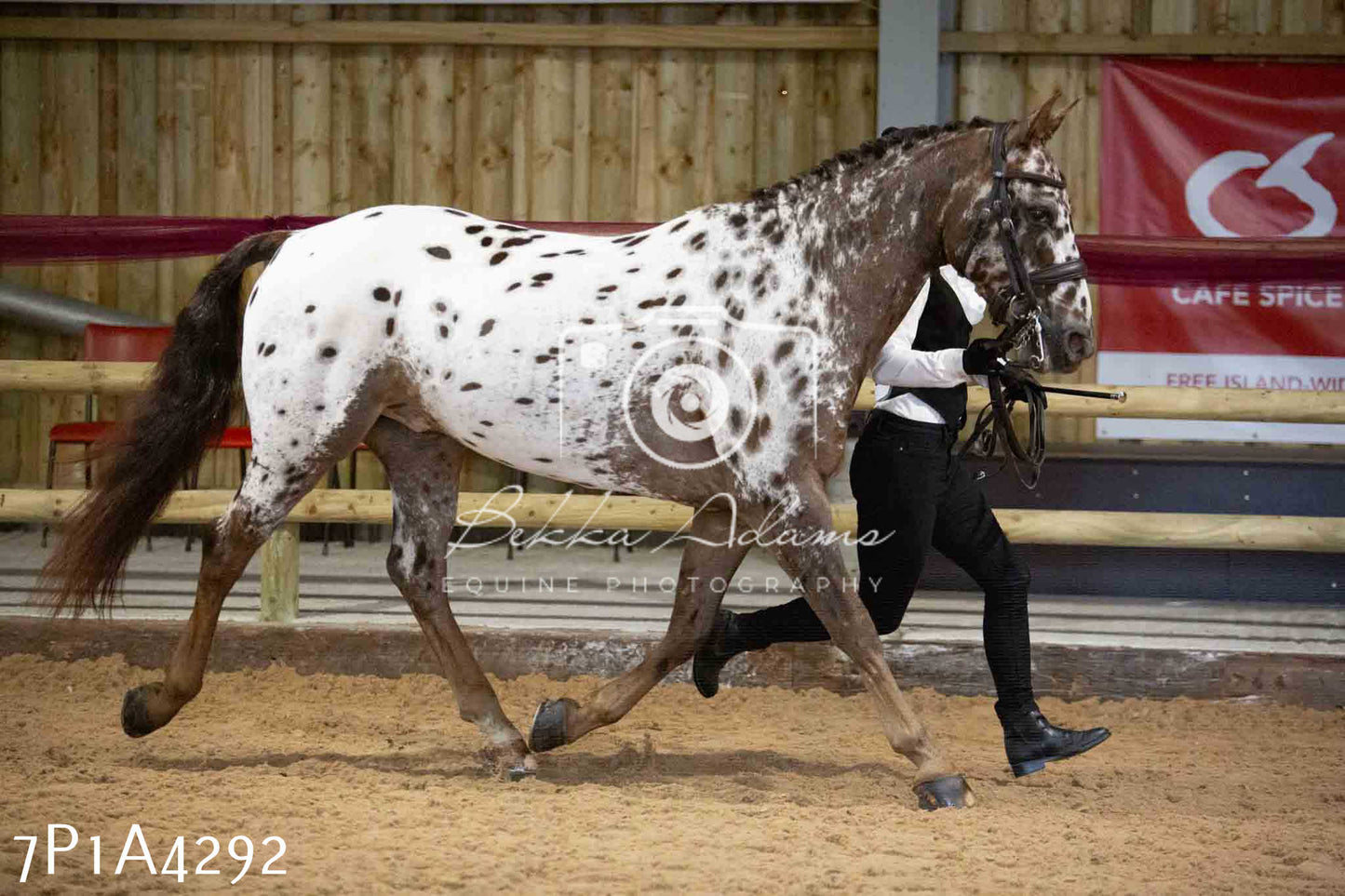 JHOYS 2023 - 9th September - Inhand Showing Pt2