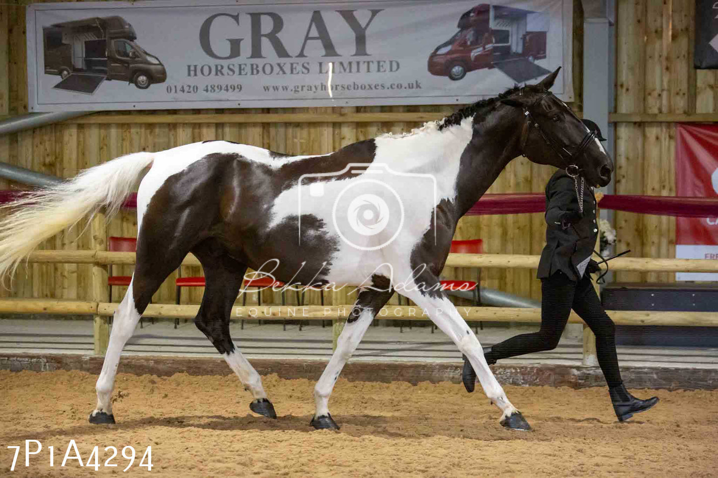 JHOYS 2023 - 9th September - Inhand Showing Pt2