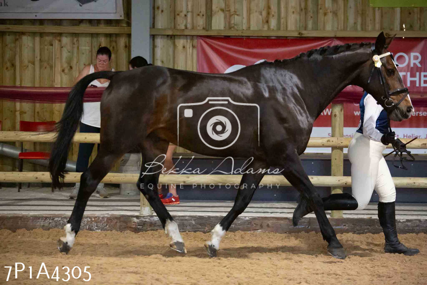 JHOYS 2023 - 9th September - Inhand Showing Pt2