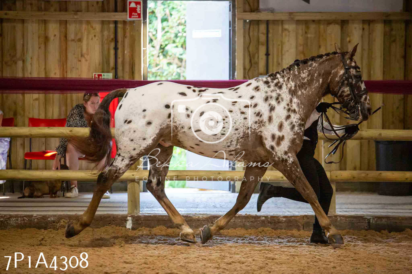 JHOYS 2023 - 9th September - Inhand Showing Pt2