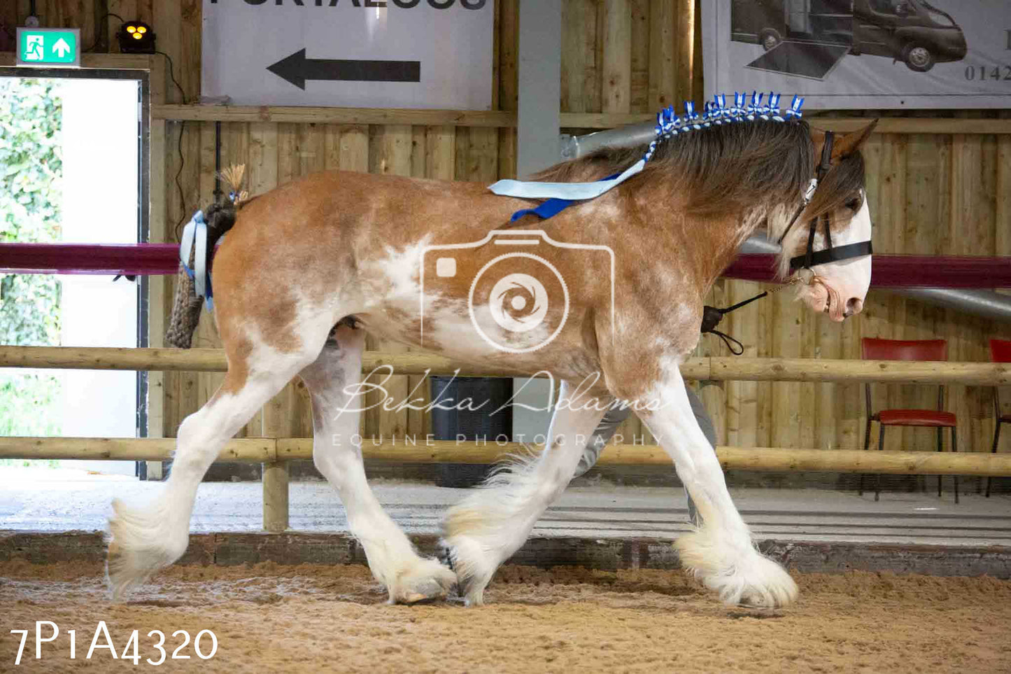JHOYS 2023 - 9th September - Inhand Showing Pt2