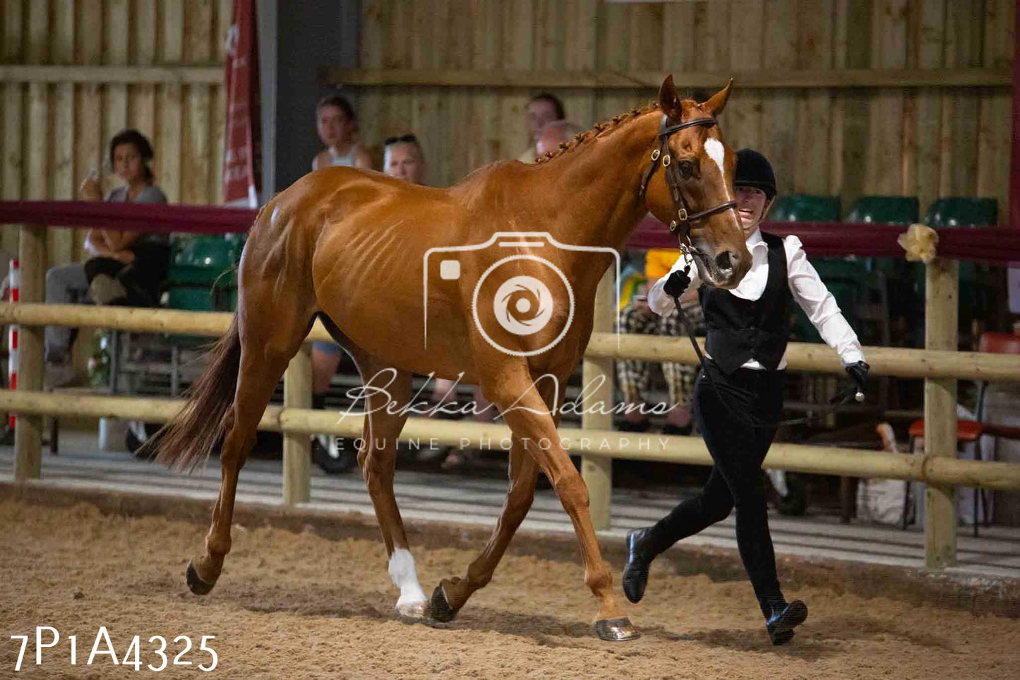 JHOYS 2023 - 9th September - Inhand Showing Pt2