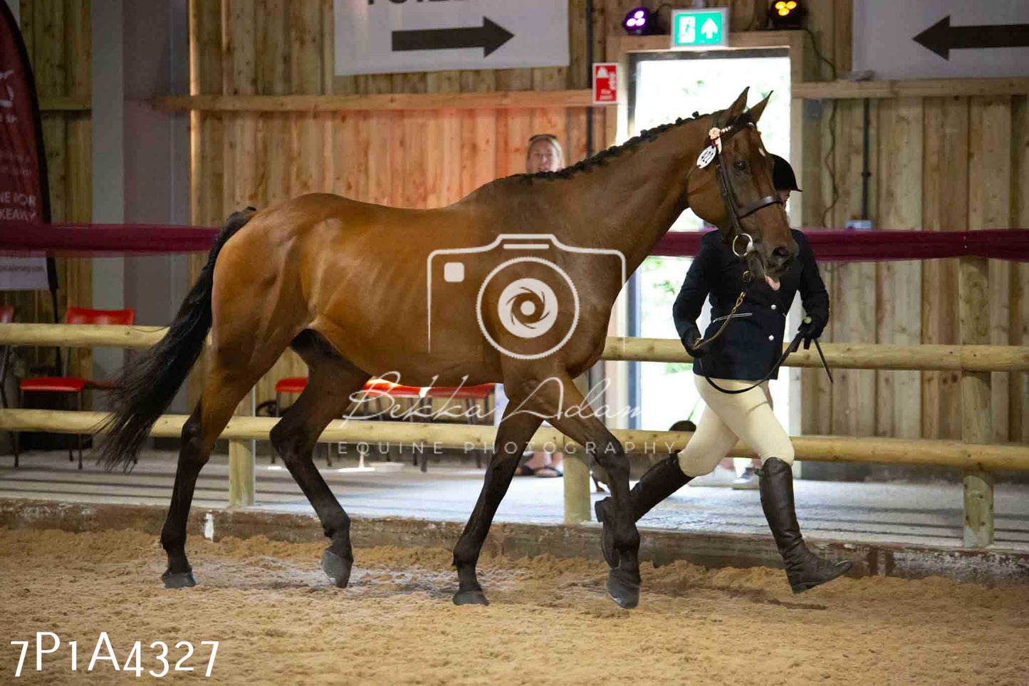 JHOYS 2023 - 9th September - Inhand Showing Pt2