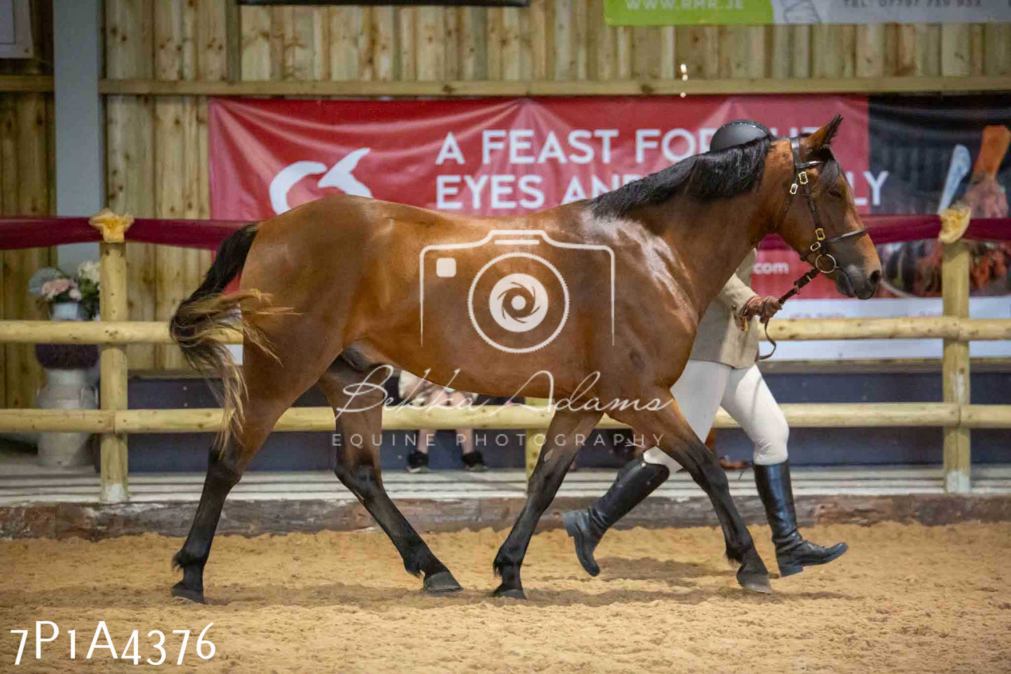 JHOYS 2023 - 9th September - Inhand Showing Pt2