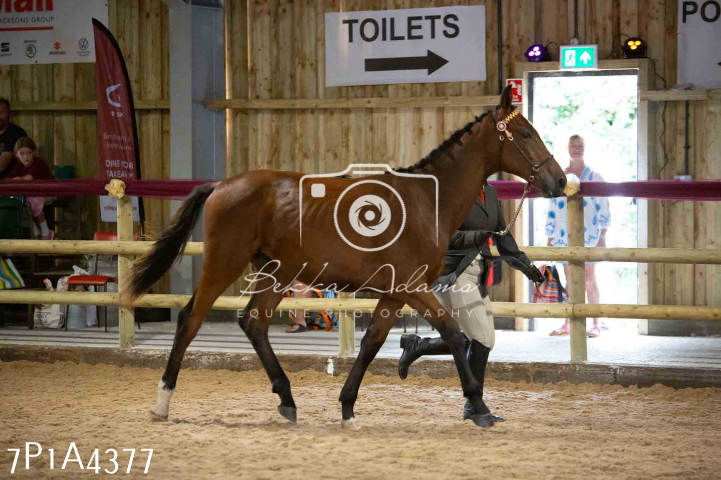 JHOYS 2023 - 9th September - Inhand Showing Pt2