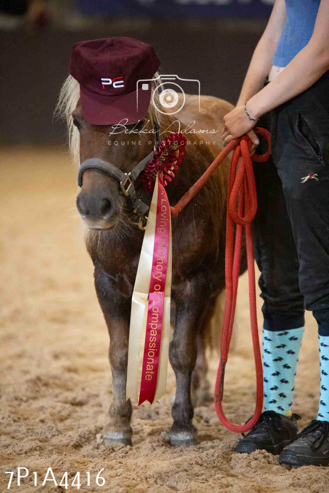 JHOYS 2023 - 9th September - Inhand Showing Pt2
