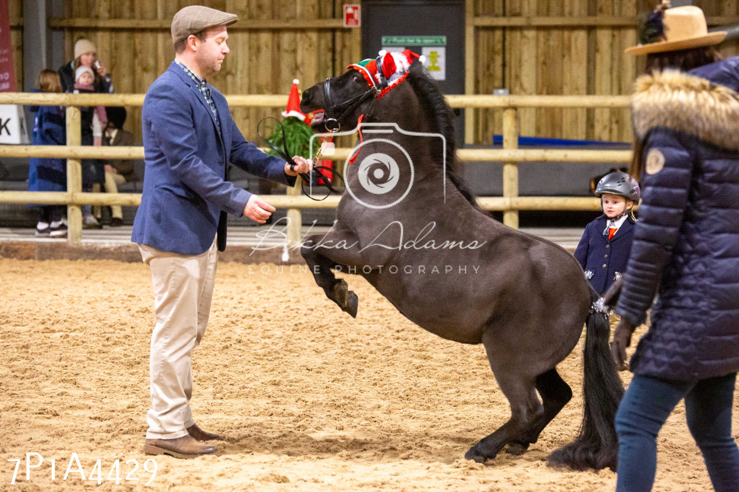 Home Farm Christmas Show 2024 - Inhand